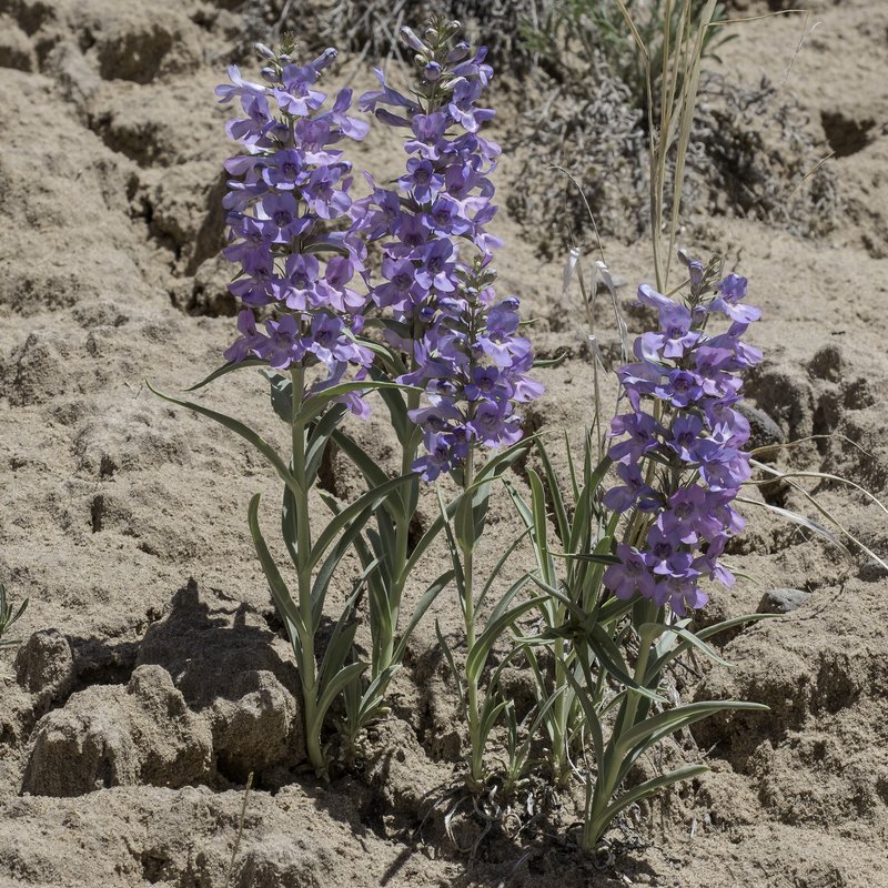 Broadbeard Beardtongue
