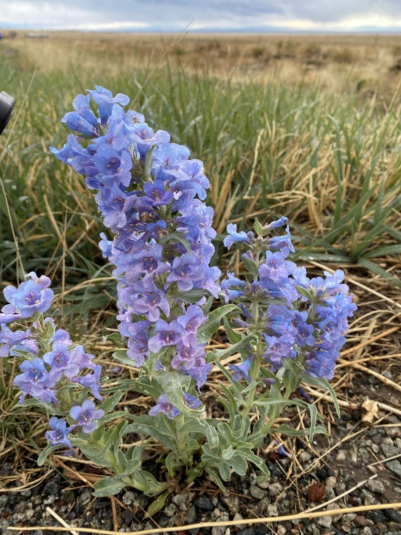 Broadbeard Beardtongue photo 3