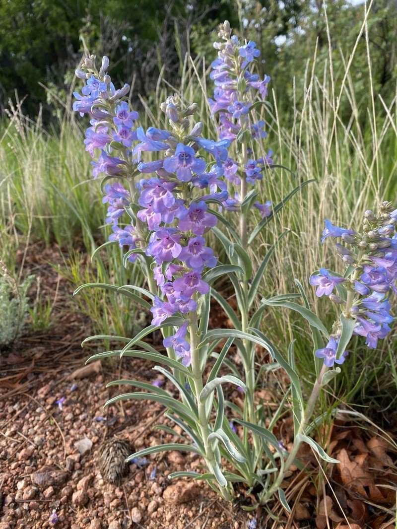 Broadbeard Beardtongue photo 5