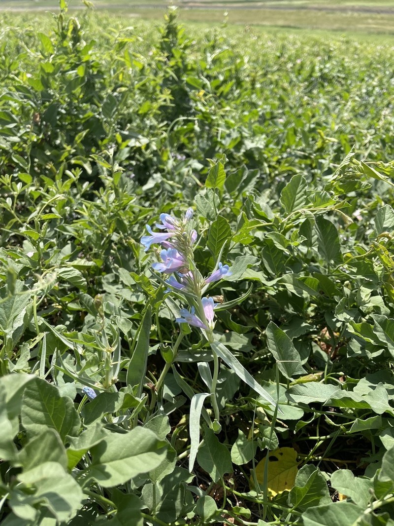 Broadbeard Beardtongue photo 6