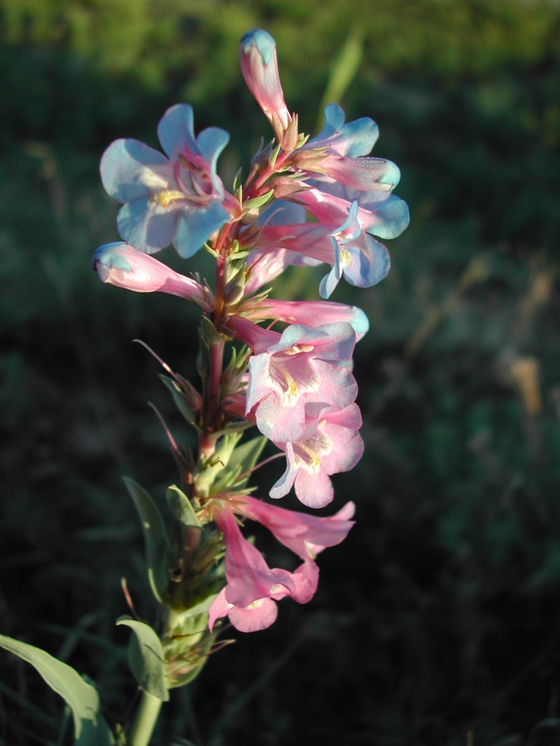Broadbeard Beardtongue photo 7