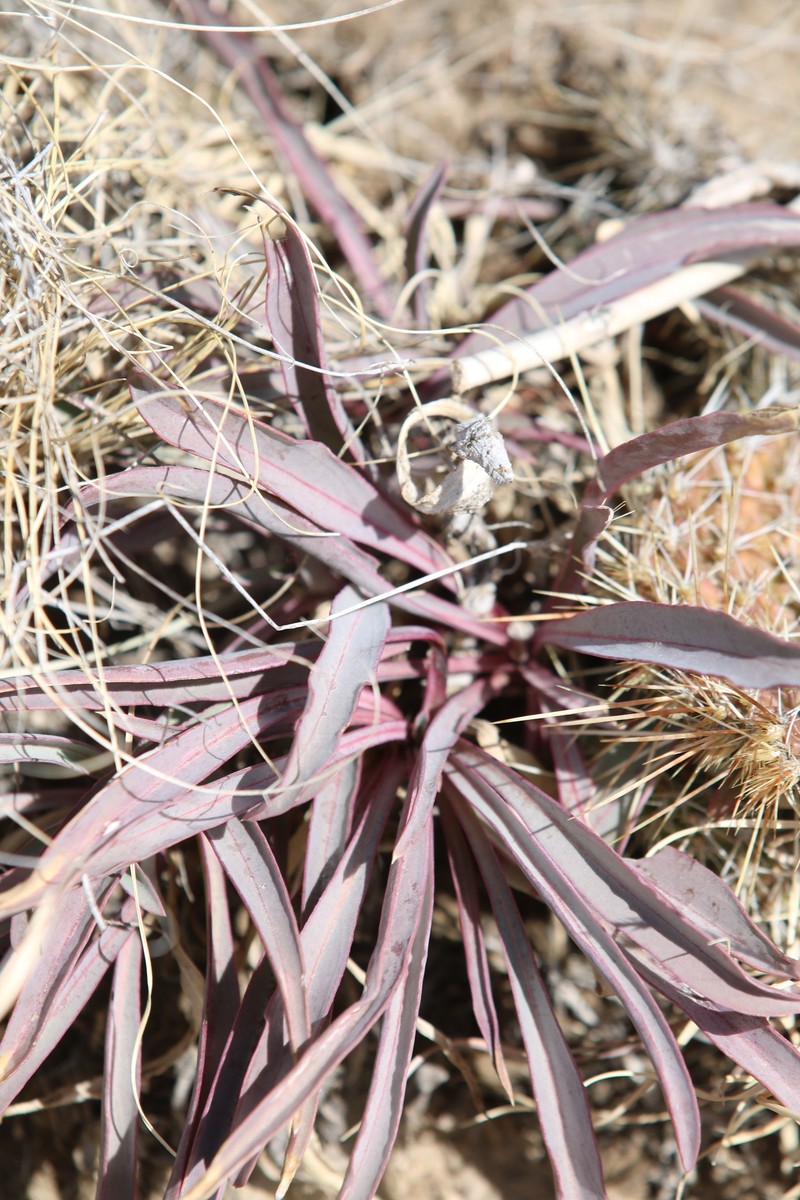 Penstemon angustifolius var. angustifolius