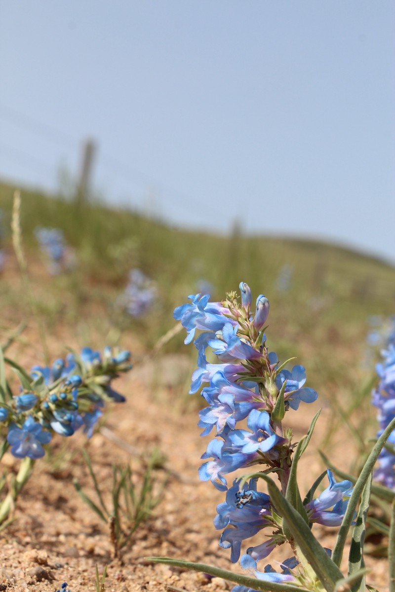 Penstemon angustifolius var. angustifolius photo 2