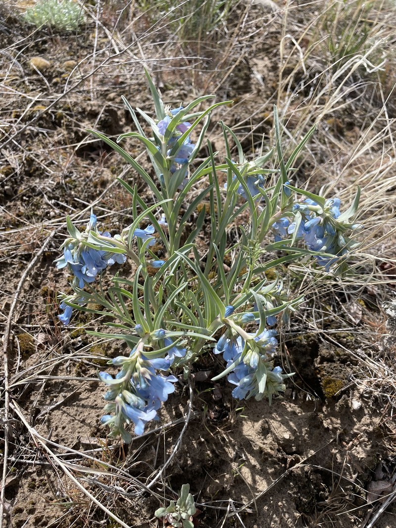 Penstemon angustifolius var. angustifolius photo 3
