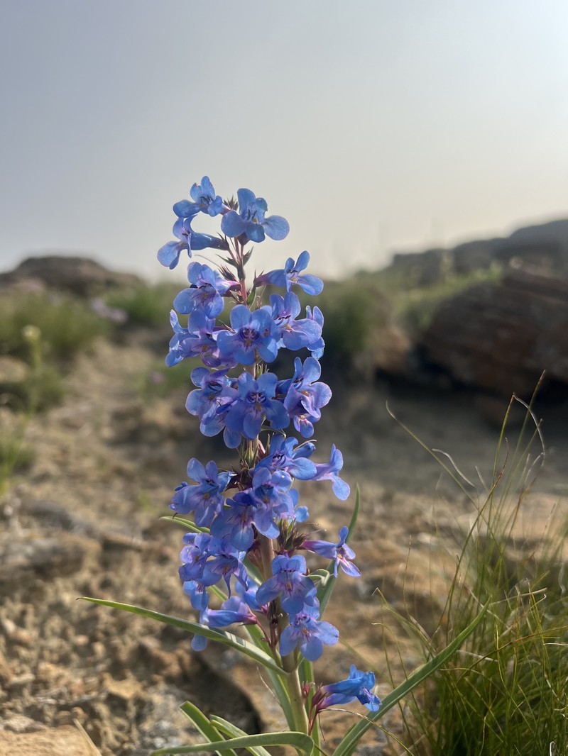 Penstemon angustifolius var. angustifolius photo 4