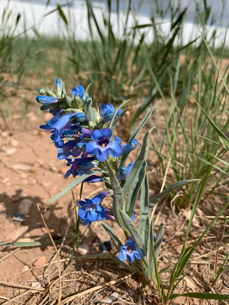Penstemon angustifolius var. angustifolius photo 5