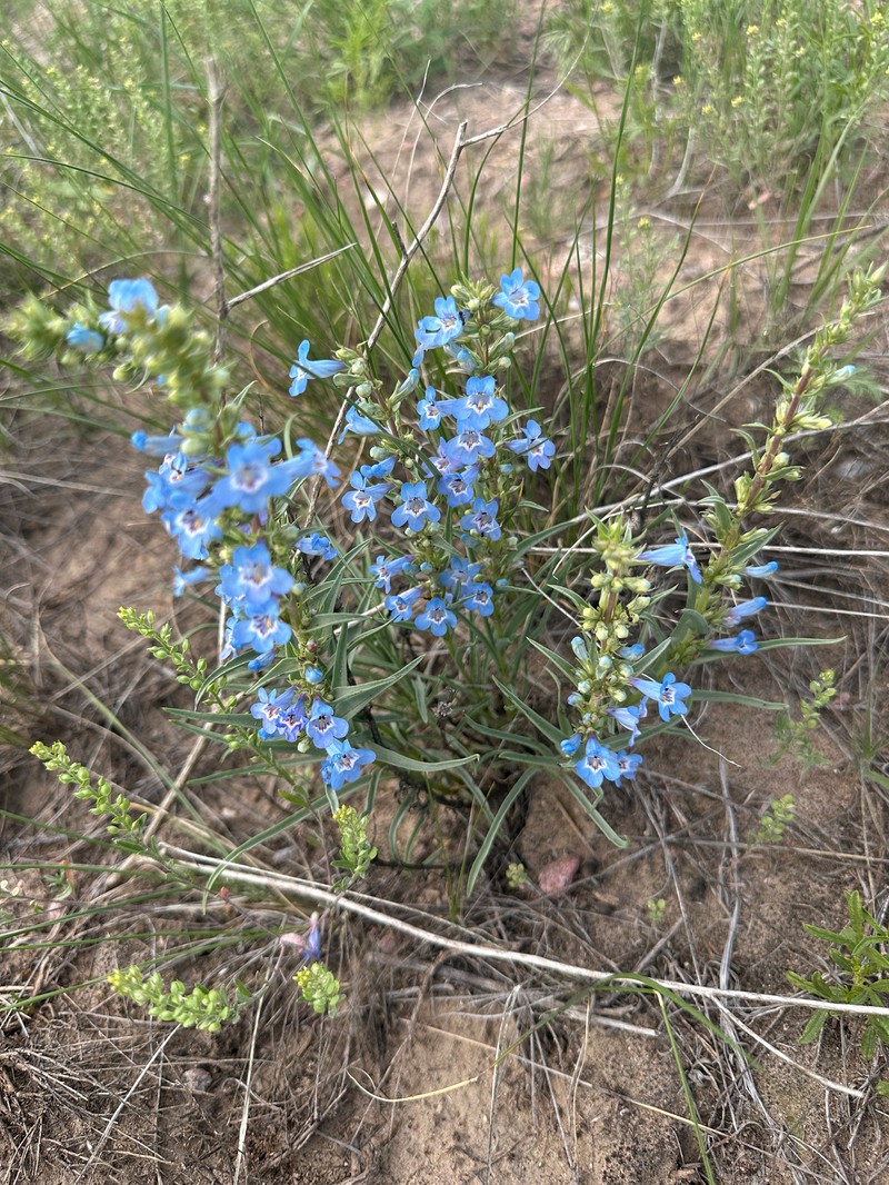Penstemon angustifolius var. angustifolius photo 6