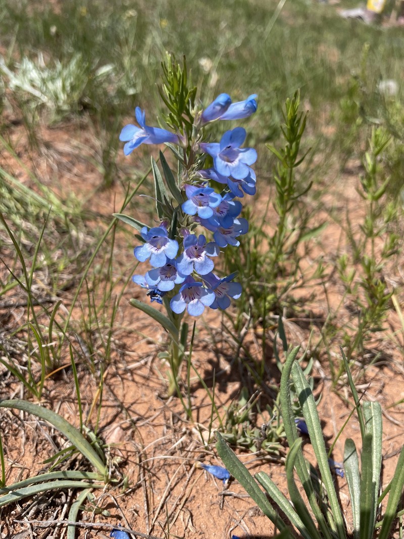 Penstemon angustifolius var. angustifolius photo 7