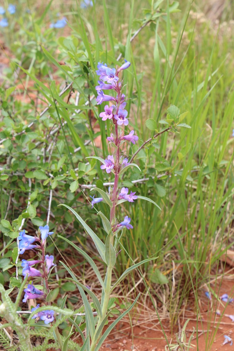 Penstemon angustifolius var. angustifolius photo 8