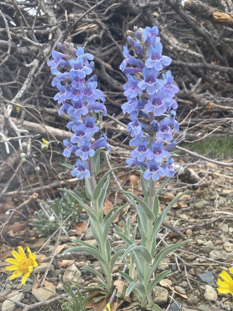Penstemon angustifolius var. caudatus