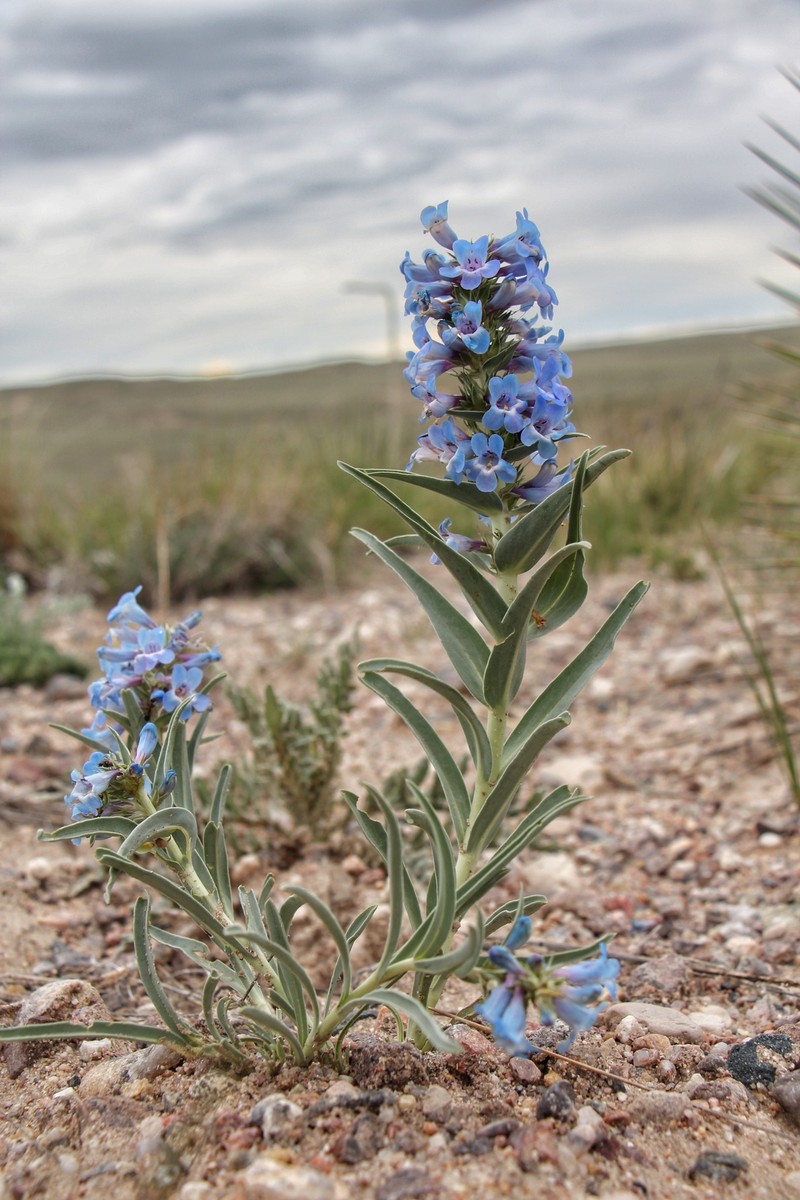 Penstemon angustifolius var. caudatus photo 2