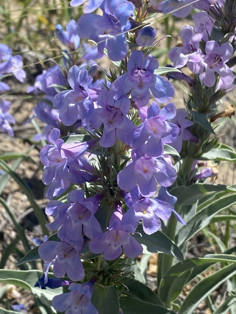 Penstemon angustifolius var. caudatus photo 3