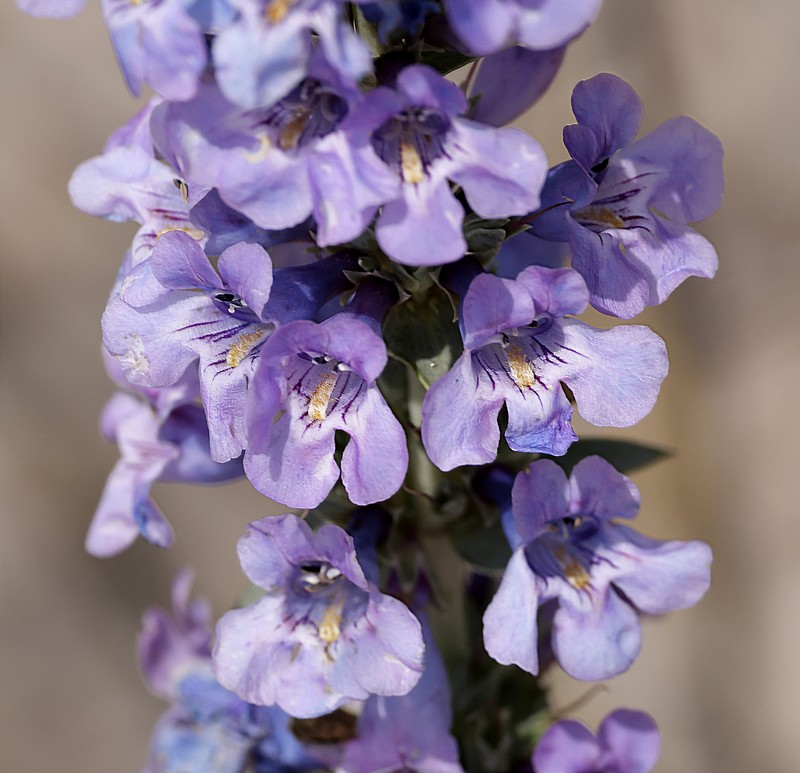 Penstemon angustifolius var. caudatus photo 4