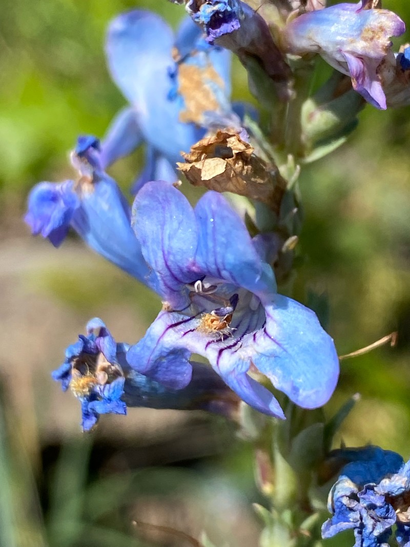 Penstemon angustifolius var. caudatus photo 5
