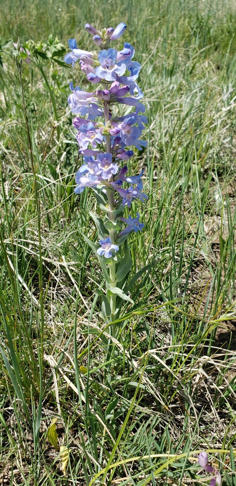 Penstemon angustifolius var. caudatus photo 6