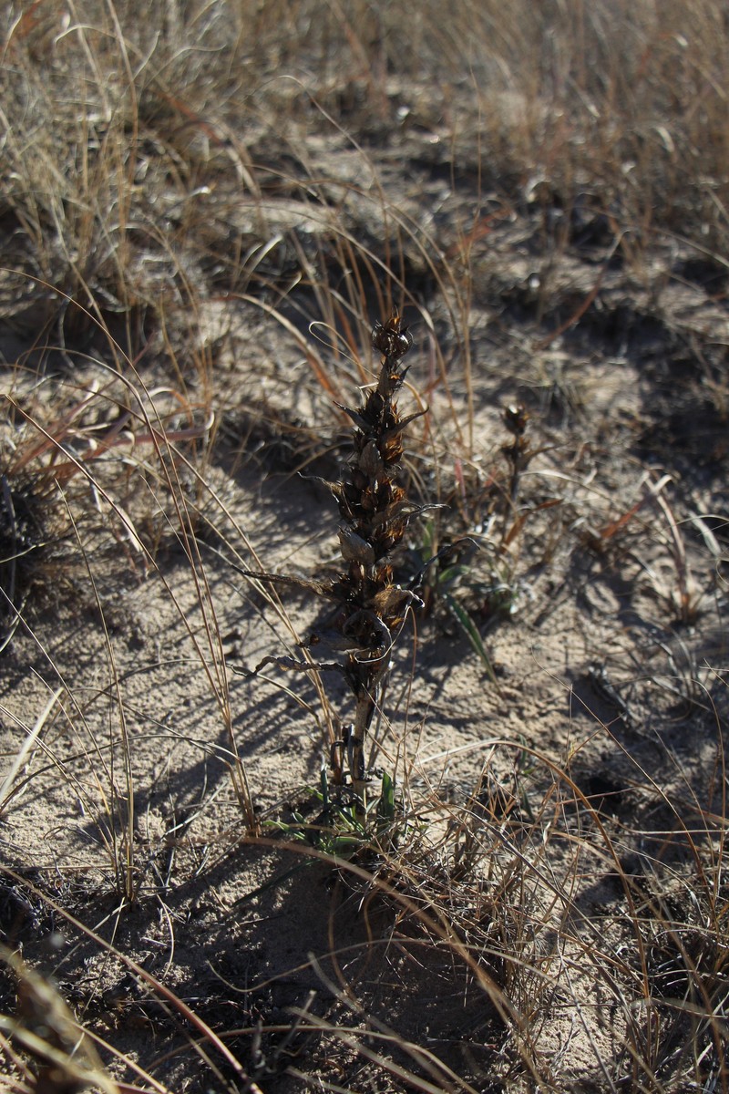 Penstemon angustifolius var. caudatus photo 7