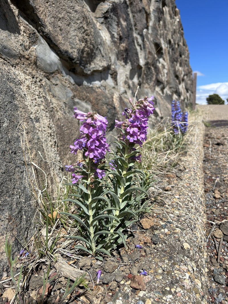 Penstemon angustifolius var. caudatus photo 8
