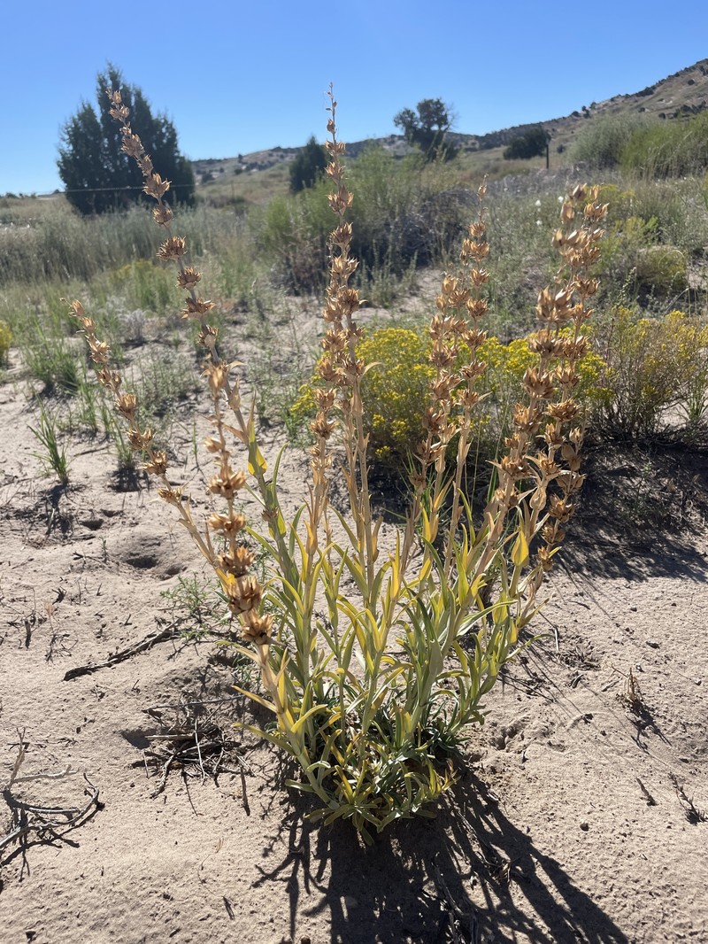 Penstemon angustifolius var. dulcis