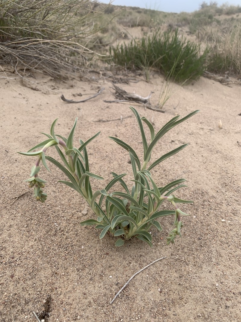 Penstemon angustifolius var. dulcis photo 2
