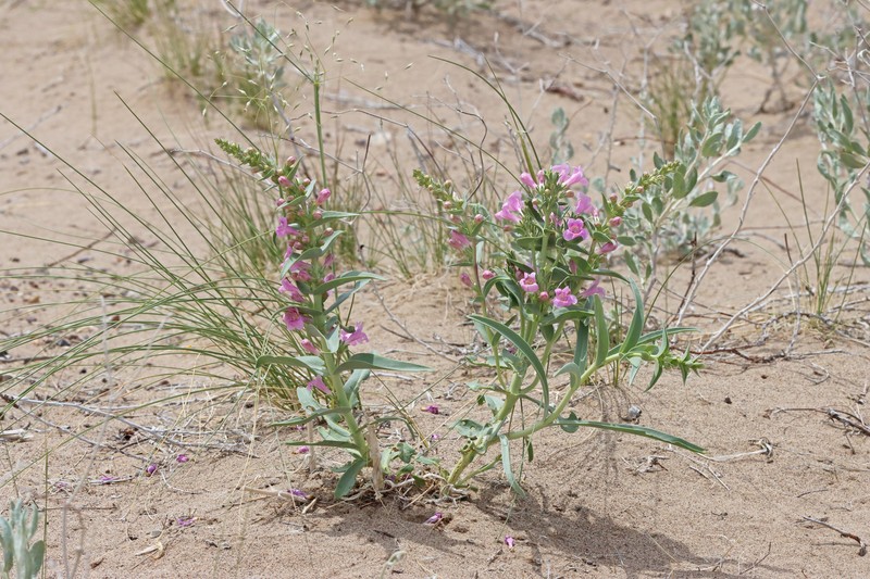 Penstemon angustifolius var. dulcis photo 3