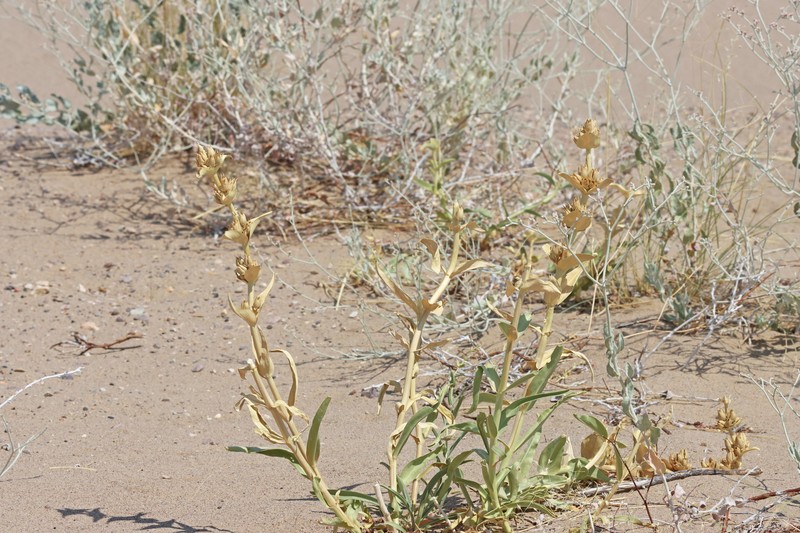 Penstemon angustifolius var. dulcis photo 4