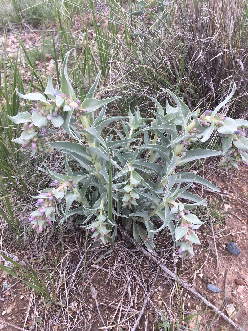 Penstemon angustifolius var. dulcis photo 5