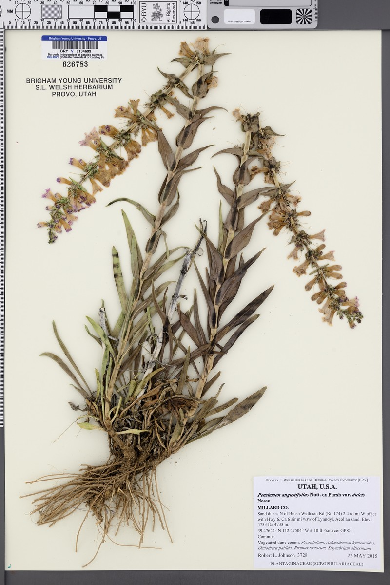 Penstemon angustifolius var. dulcis photo 6