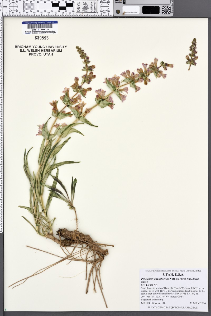 Penstemon angustifolius var. dulcis photo 7