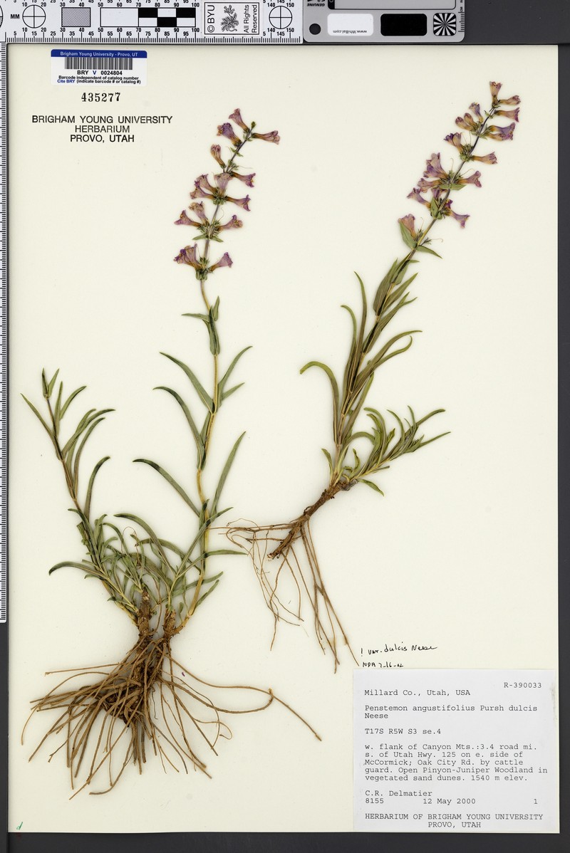 Penstemon angustifolius var. dulcis photo 8
