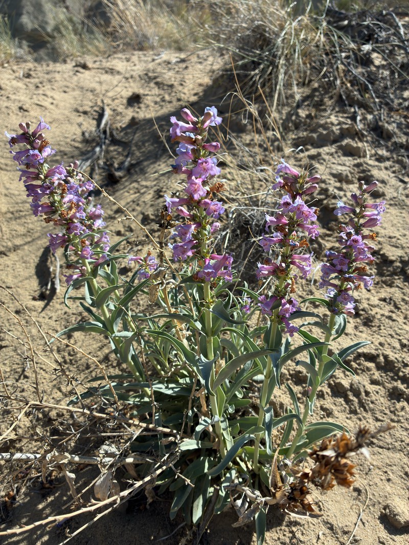 Penstemon angustifolius var. venosus