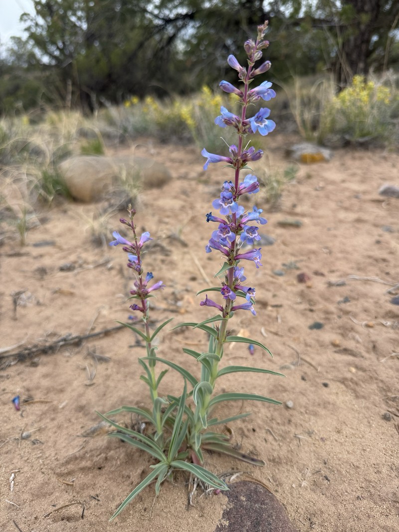 Penstemon angustifolius var. venosus photo 2