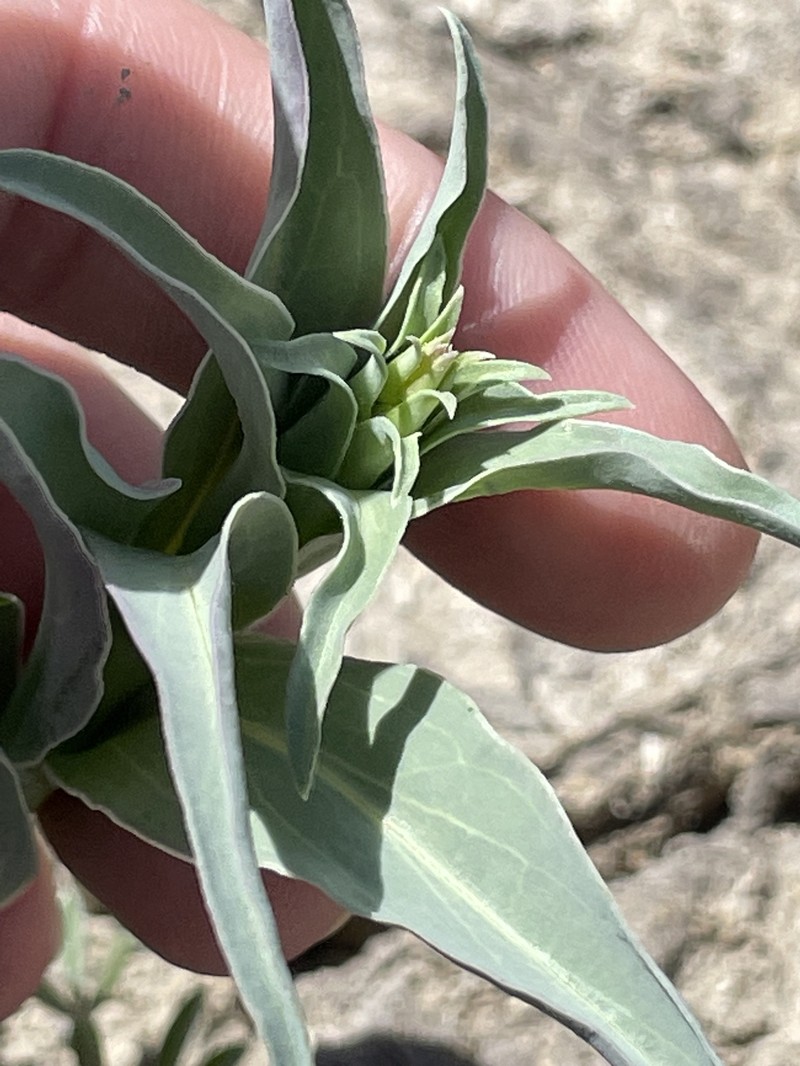 Penstemon angustifolius var. venosus photo 3