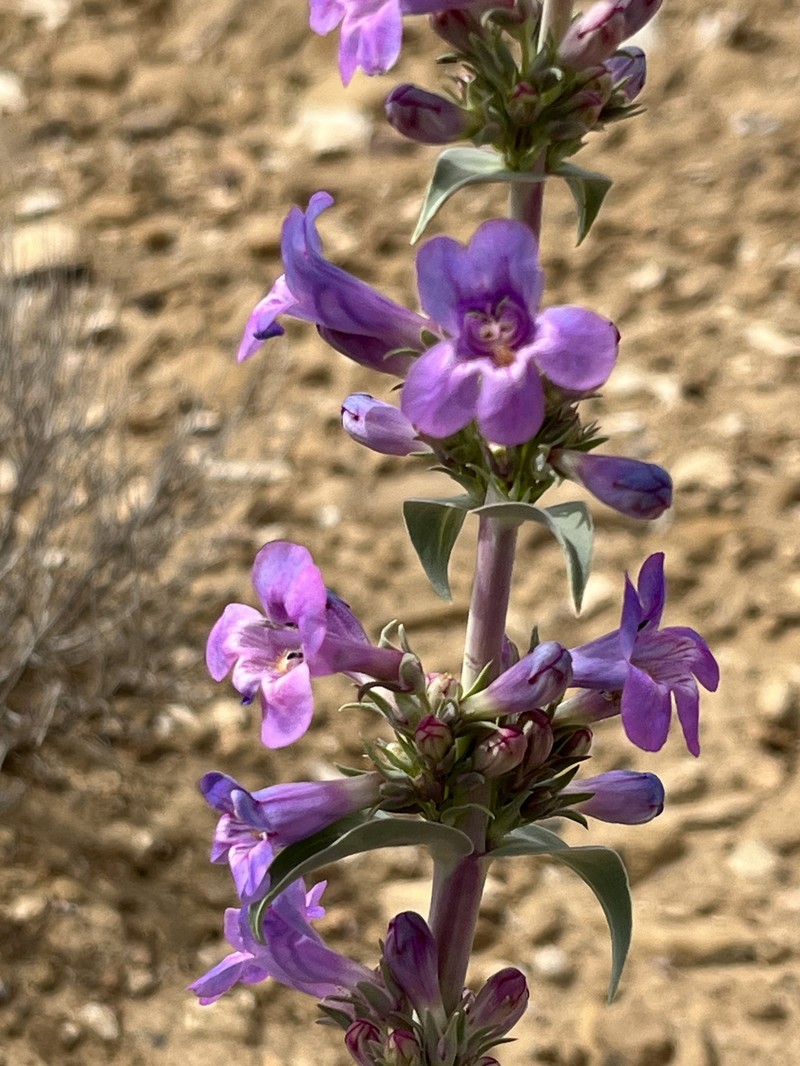 Penstemon angustifolius var. venosus photo 4