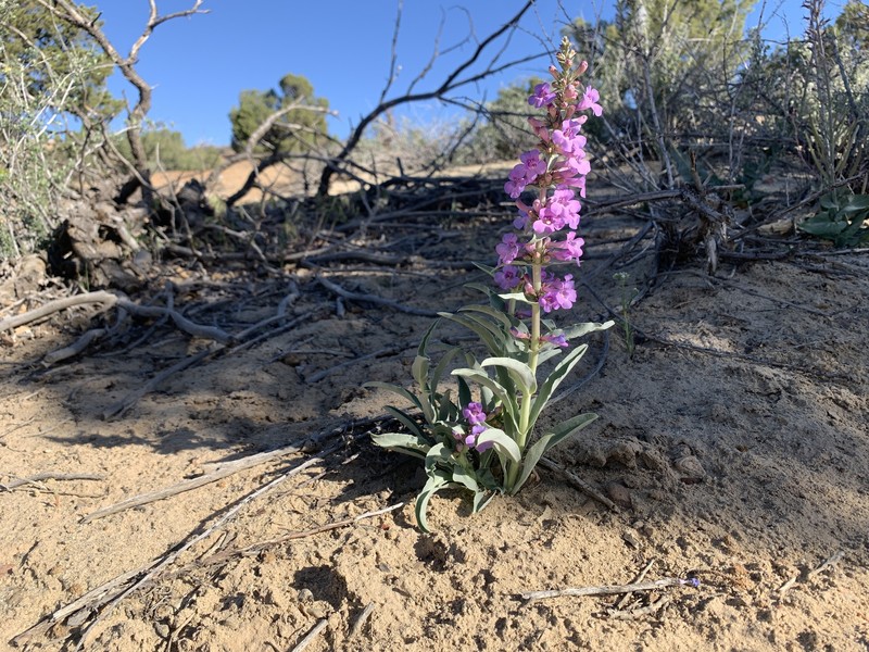 Penstemon angustifolius var. venosus photo 5
