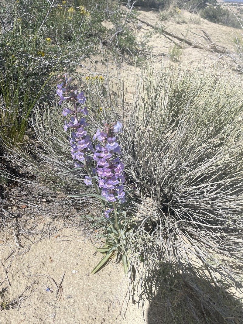 Penstemon angustifolius var. venosus photo 6