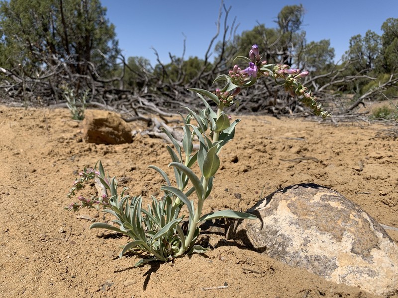 Penstemon angustifolius var. venosus photo 7
