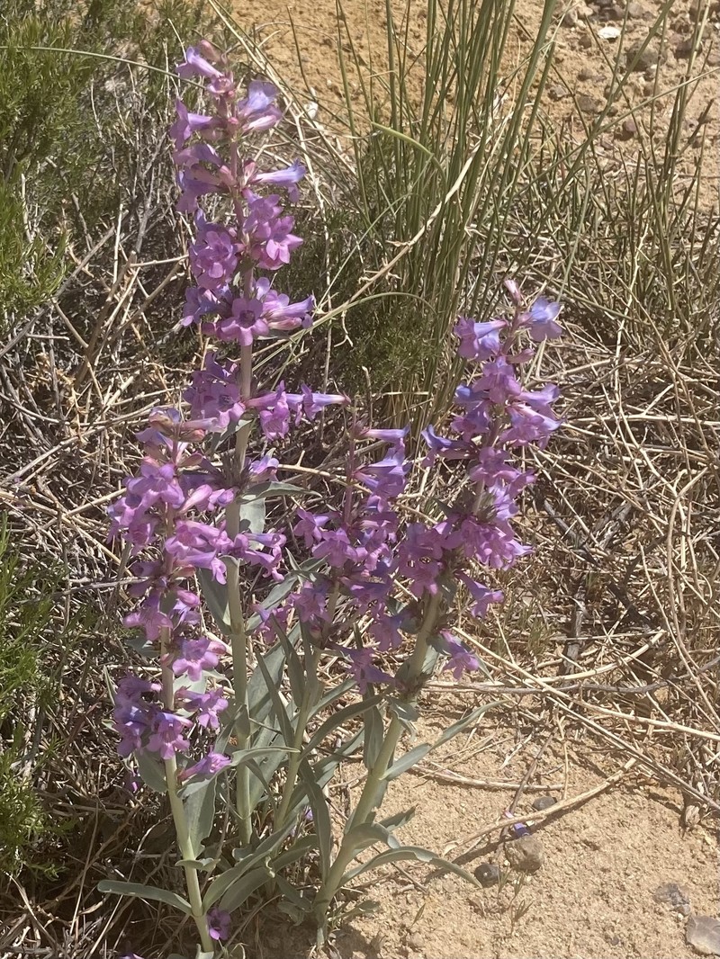 Penstemon angustifolius var. venosus photo 8