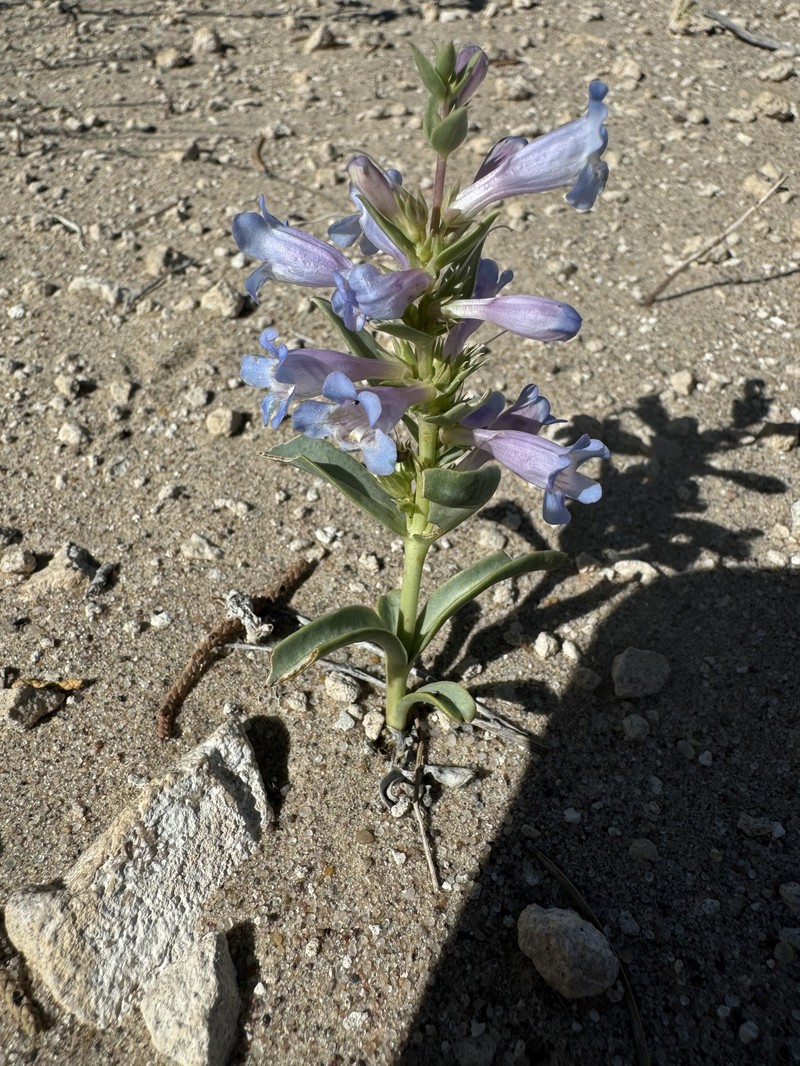 Penstemon angustifolius var. vernalensis