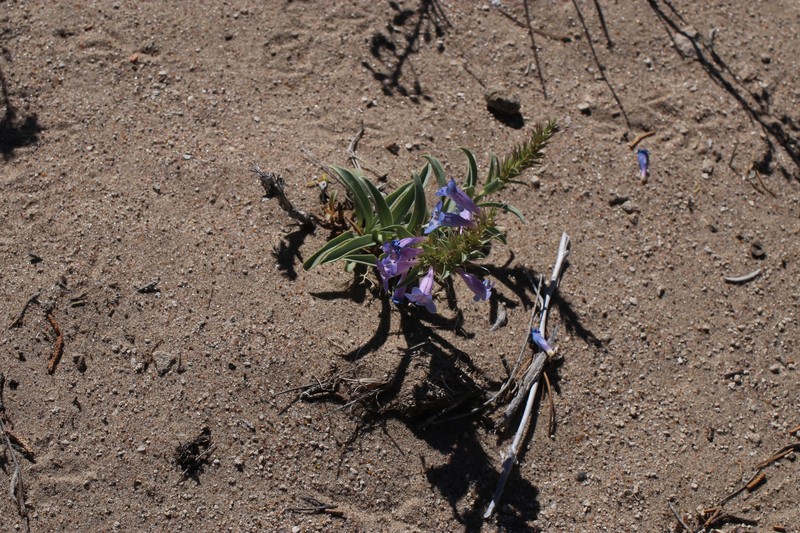 Penstemon angustifolius var. vernalensis photo 2