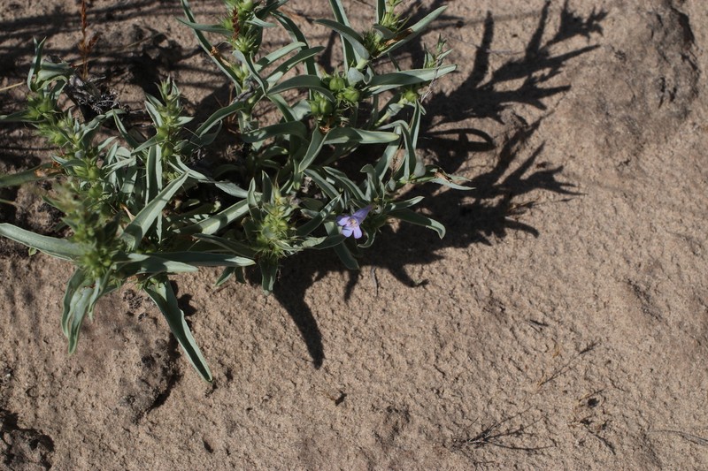 Penstemon angustifolius var. vernalensis photo 3