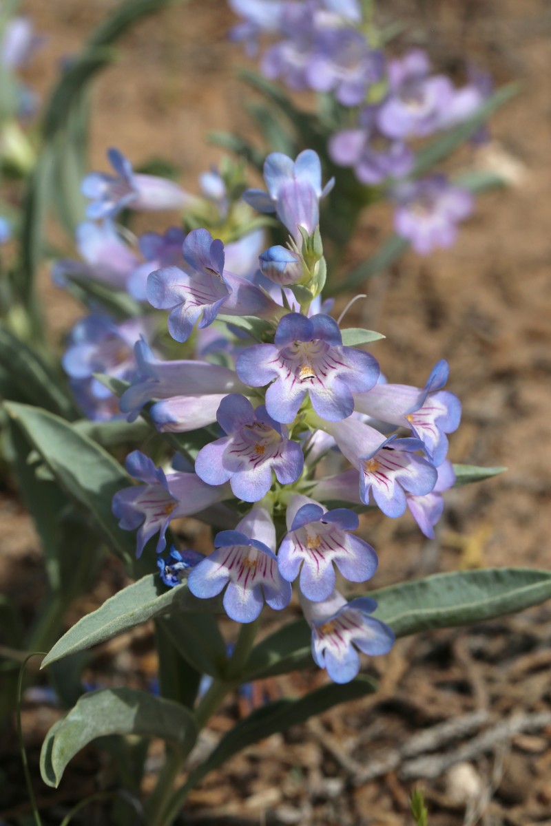 Penstemon angustifolius var. vernalensis photo 4