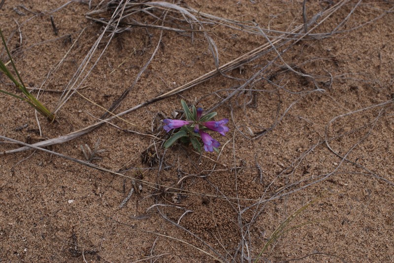 Penstemon angustifolius var. vernalensis photo 5