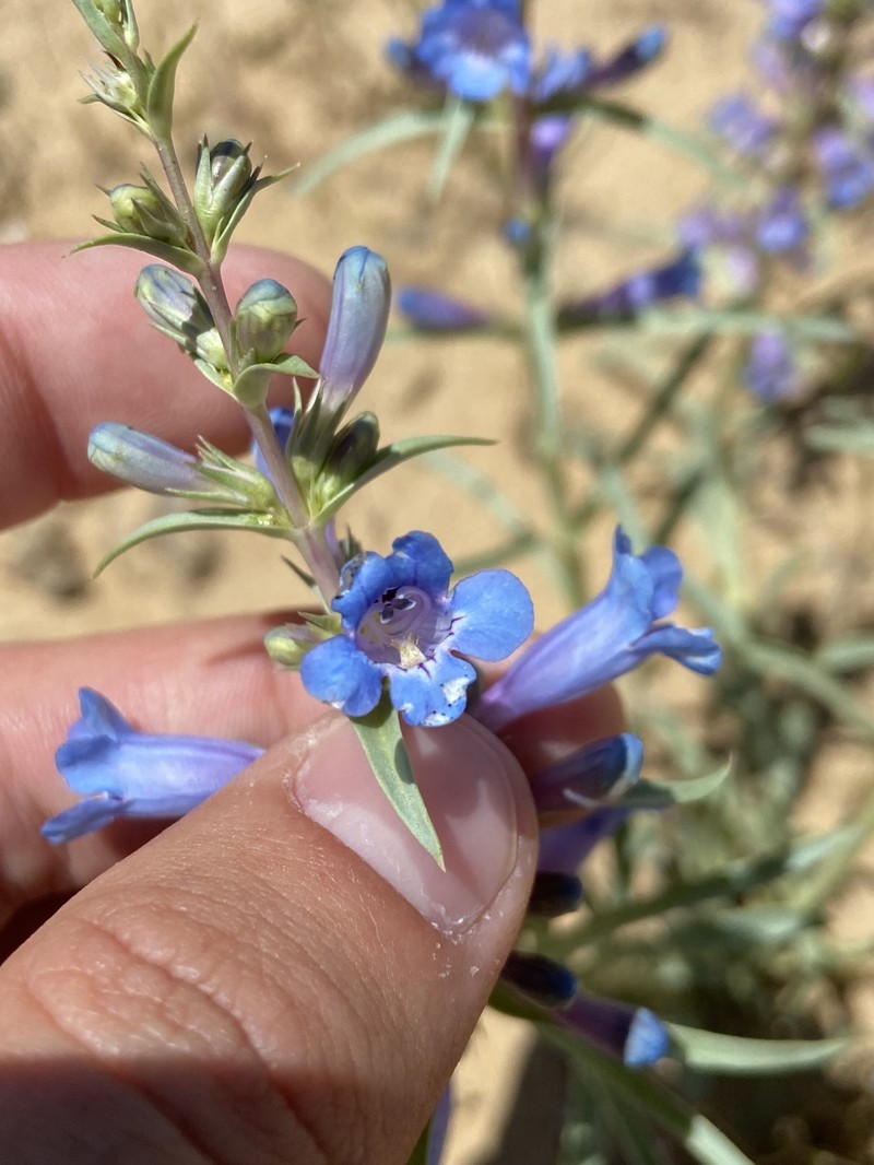 Penstemon angustifolius var. vernalensis photo 6
