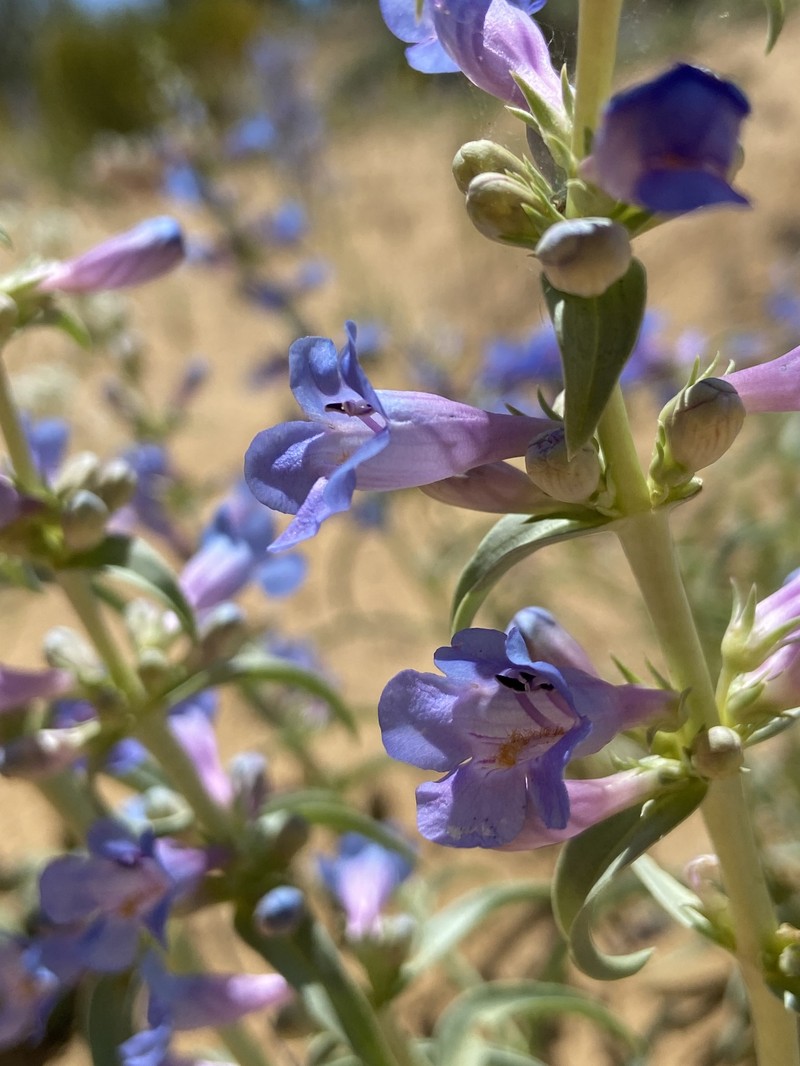 Penstemon angustifolius var. vernalensis photo 7