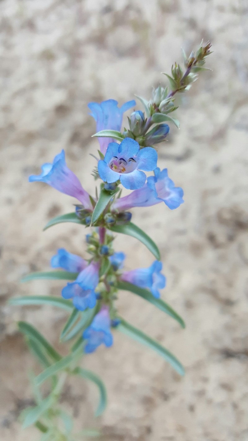 Penstemon angustifolius var. vernalensis photo 8