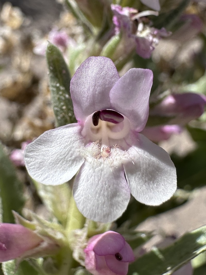 Nevada Sanddune Beardtongue