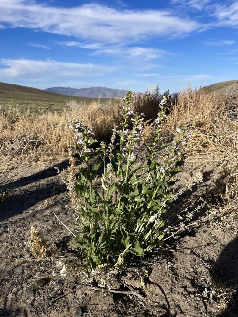 Nevada Sanddune Beardtongue photo 2