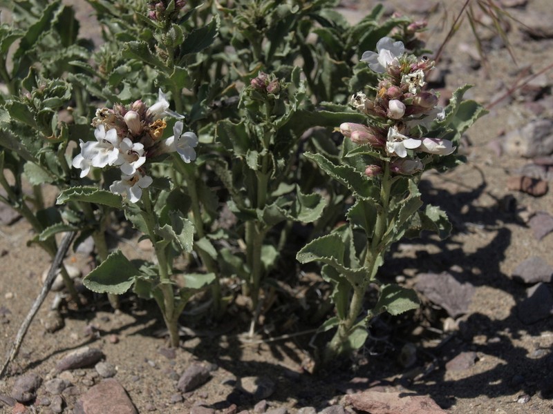 Nevada Sanddune Beardtongue photo 3
