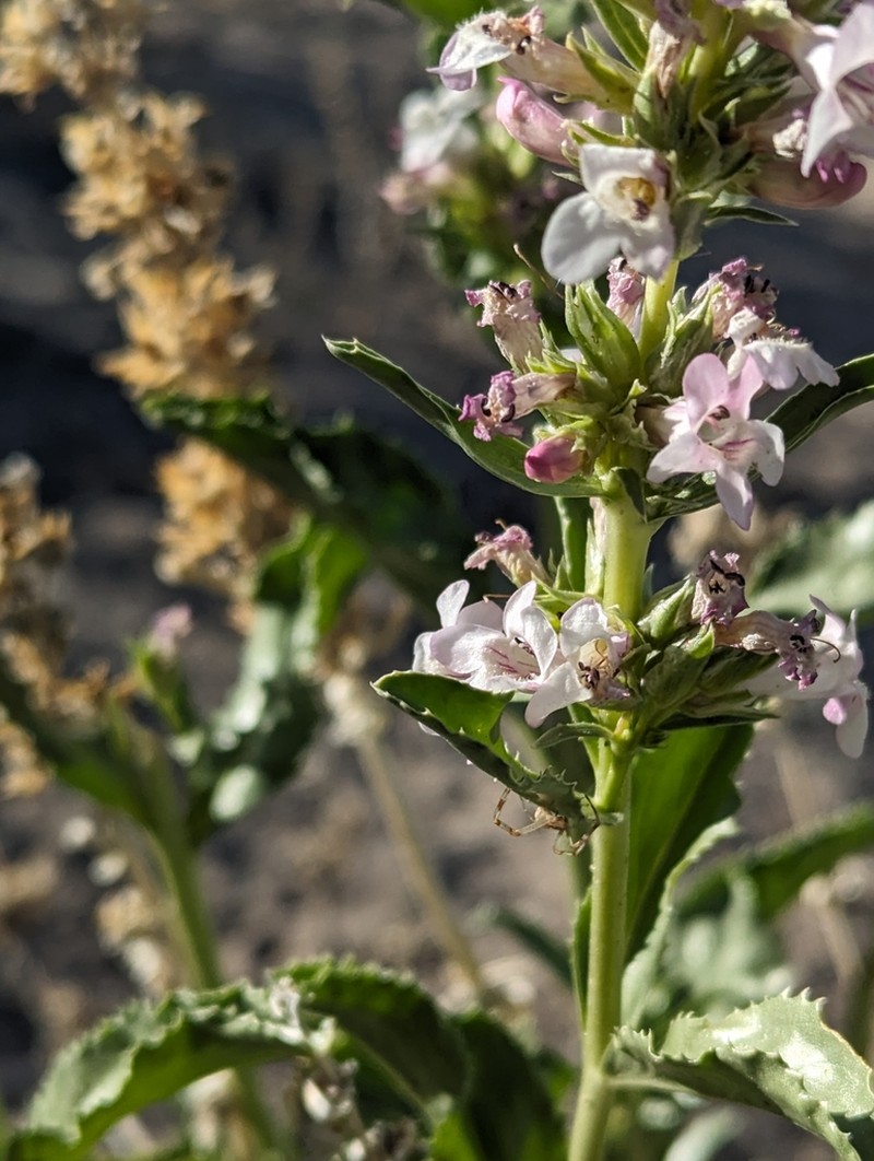 Nevada Sanddune Beardtongue photo 4