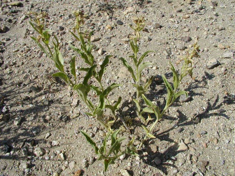 Nevada Sanddune Beardtongue photo 5